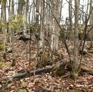 Meet your Posher, Marcus